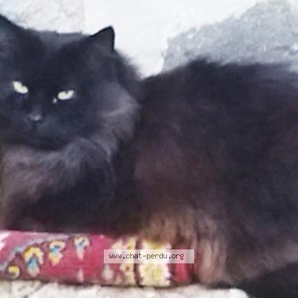 Photo 1/1 ORUS Chat lost in Laveissiere