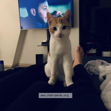 Photo 1/1 Tommy Chat lost in Givet