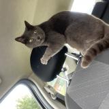 Picture of cat lost at Saint Medard D Eyrans