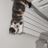 Picture of cat lost at Les Grandes Ventes