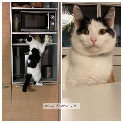 Photo 1/1 MERLINE Chat lost in Courtavon