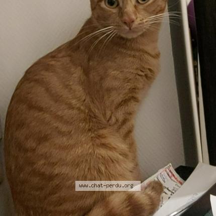 Photo 1/1 Caramel Chat lost in Taninges