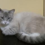 Picture of cat lost at Montussan