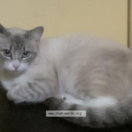 Photo 1/1 Romy Chat lost in Montussan