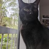 Picture of cat lost at Toulouse