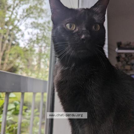 Photo 1/1 Appollon Chat lost in Toulouse