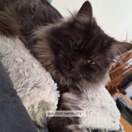 Photo 1/1 Ragnar Chat lost in Livron sur drome