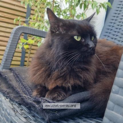 Foto 1/1 Kat teruggevonden Vermist in Dilbeek