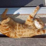 Picture of cat lost at Chassiers