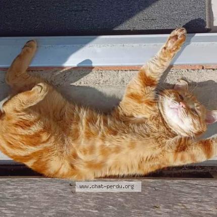 Photo 1/1 Gary Chat lost in Chassiers