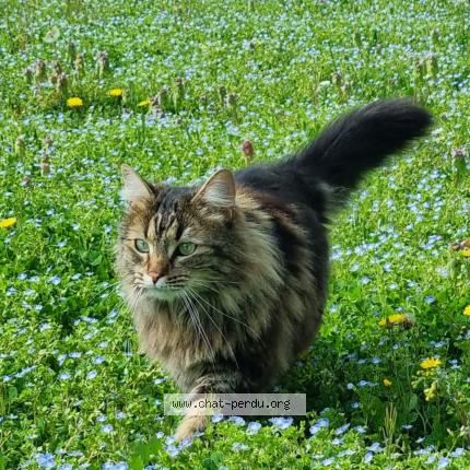 Photo 1/1 Khira Chat lost in Pau