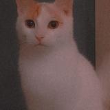 Picture of cat lost at Hirson