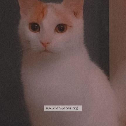 Photo 1/1 Cat reunited Lost in Hirson