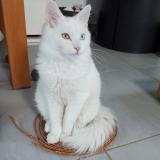 Picture of cat lost at Elne