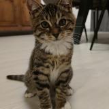 Picture of cat lost at Ailly Sur Noye