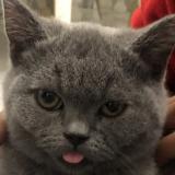 Picture of cat lost at Grigny