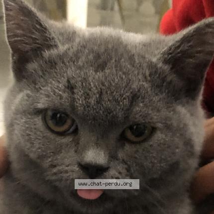 Photo 1/1 Cat reunited Lost in Grigny