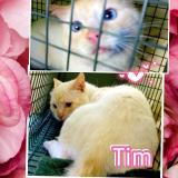 Picture of cat lost at Haguenau