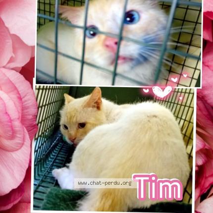 Photo 1/1 Tim Chat lost in Haguenau