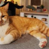 Picture of cat lost at Saint Pavace