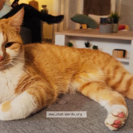 Photo 1/1 Hermès Chat lost in Saint pavace