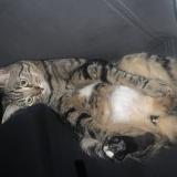 Picture of cat lost at Marseille