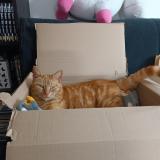 Picture of cat lost at Lauw