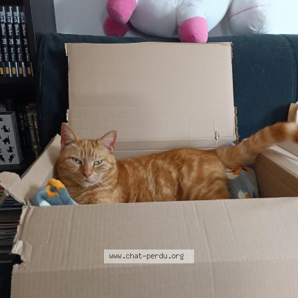 Photo 1/1 Ryu Chat lost in Lauw