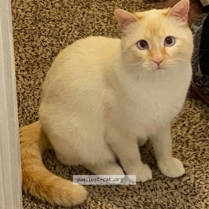 Photo 1/1 Reunited cat Lost in Columbus