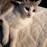 Picture of cat lost at Sannois