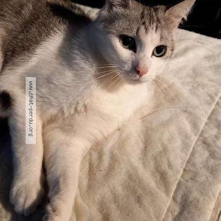 Photo 1/2 Cat reunited Lost in Sannois