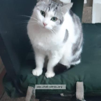 Photo 2/2 Cat reunited Lost in Sannois