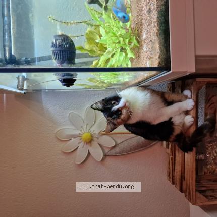Foto di gatto smarrito a Henniez