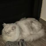 Picture of cat lost at Sainte Clotilde