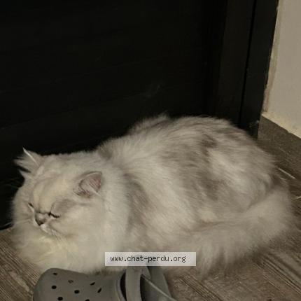 Photo 1/1 Kinder Chat lost in Sainte clotilde