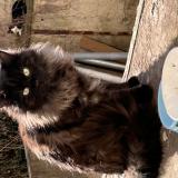 Picture of cat lost at Mulhouse