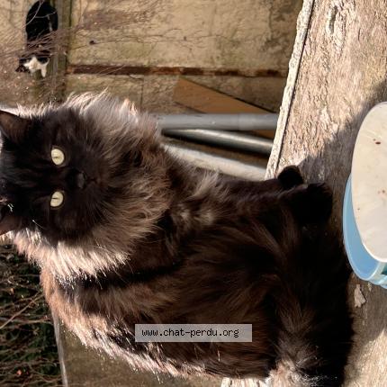 Photo 1/1 Behlul Chat lost in Mulhouse