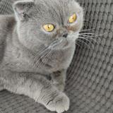 Picture of cat lost at Aeroport Cdg Terminale3