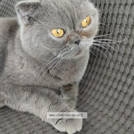 Photo 1/1 Cat reunited Lost in Aeroport cdg terminale3