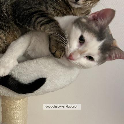 Photo 1/1 Luna Chat lost in Courbevoie