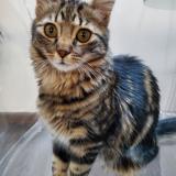 Picture of cat lost at Marseille