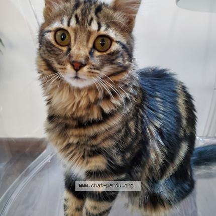 Photo 1/1 Cat reunited Lost in Marseille