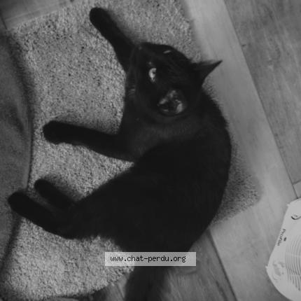 Foto van vermiste kat in Ath