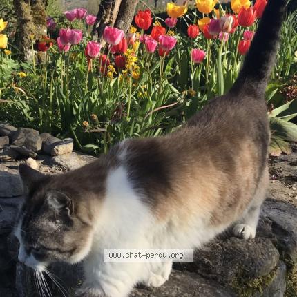 Photo 1/1 Puce Chat lost in Arbusigny