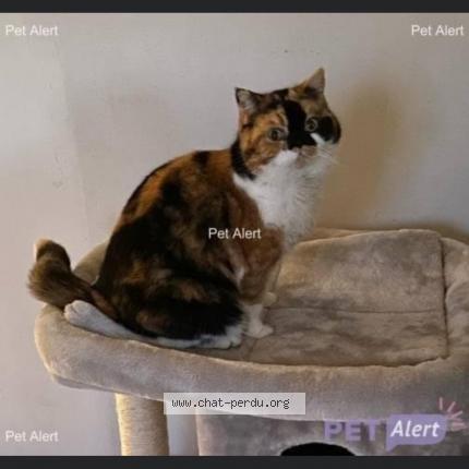 Photo 1/1 Perle Chat lost in Grand couronne