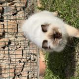 Picture of cat lost at La Garde