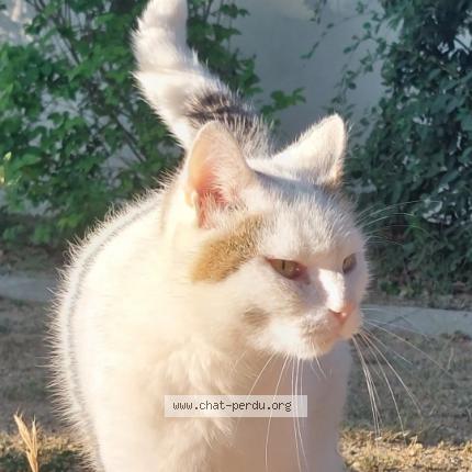 Photo 1/1 Fatal Chat lost in Ventenac en minervois