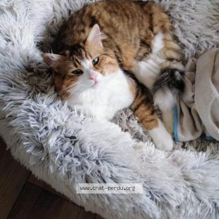 Photo 1/1 Swan Chat lost in Plan d aups