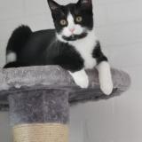 Picture of cat lost at Saint Michel Sur Orge