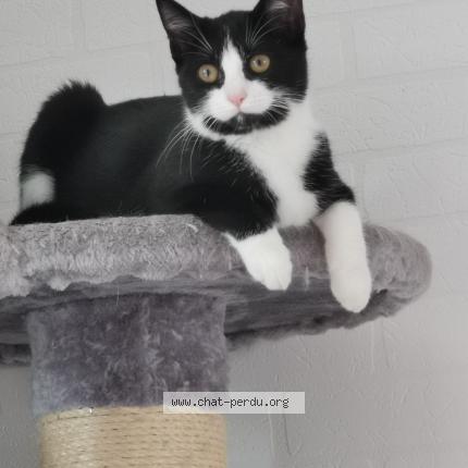 Photo 1/1 Mindy Chat lost in Saint michel sur orge